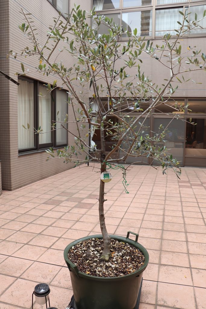 オリーブの植え替えをしました ブログ 社会福祉法人フジの会 神戸エリア